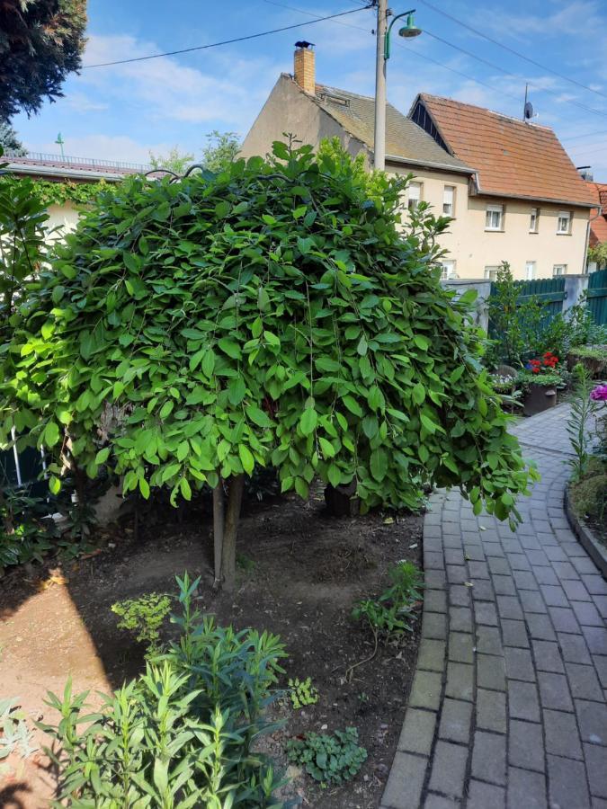 Gaestewohnung Am Thuemmlitzwald グリンマ エクステリア 写真